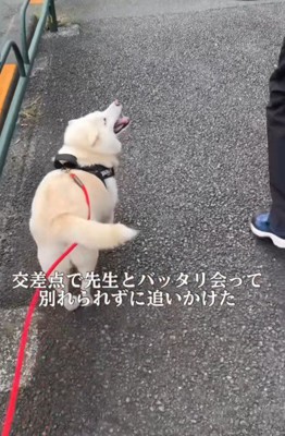 獣医さんと遭遇!
