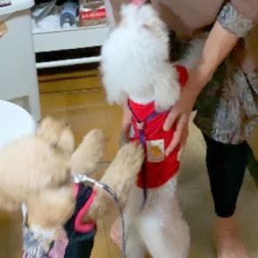 実家へ『2匹の犬を連れて帰省した』結果→おばあちゃんと再会したら…『会いたかった!』大喜びする光景に反響「嬉しさ大爆発」「尻尾がww」