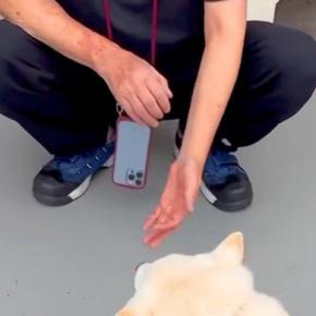『かかりつけの獣医さん』に恋をしている犬→散歩中、遭遇出会った結果…尊すぎる『乙女な光景』が73万再生「恋心が溢れてる」「ルンルンw」