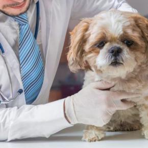 犬の『肛門腺絞り』放置するリスク5選　どのぐらいの頻度でケアすべき？今すぐ病院に行くべきサインまで