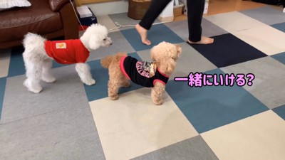 おでかけを察知してソワソワ…