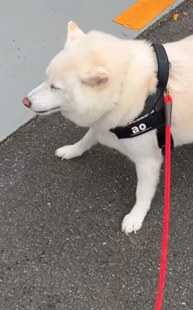 突然のスン…