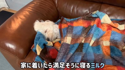 帰宅後、ミルクくんは熟睡