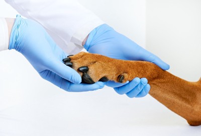 犬の手を取る獣医師の手元のアップ