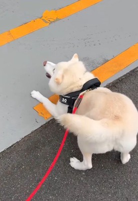 尻尾を振って大喜び!