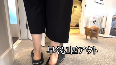 掃除機を出した瞬間、ぽん太くんが逃走