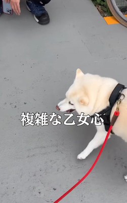 乙女心溢れるあおちゃんでした