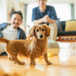犬が健康的に暮らすための『生活習慣』4つ 病気にならない体づくりの秘訣とは?