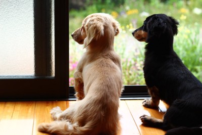 窓の外を眺める犬たち