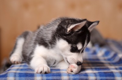前足を噛んでいる子犬