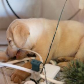 犬が原因で『火事』が起きることがある?留守番中に潜む危険や事故を未然に防ぐためにすべきことまで