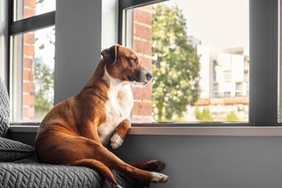 ソファで人間のような座り方をして外を眺める犬