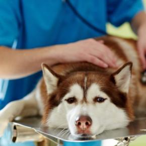 【獣医師執筆】犬の胃腸炎|原因や症状から治療法まで解説