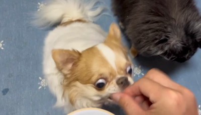 目だけは本気!?