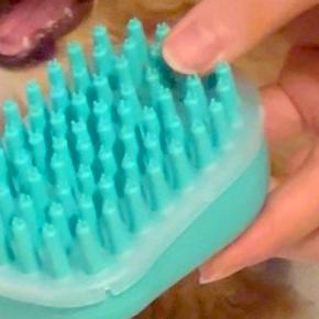 ブラシを噛みたがる子犬→『2個目のブラシ』を出してみた結果…大混乱した『表情』に5万いいね「どっち噛もうか悩んでるｗ」「顔が最高すぎる」
