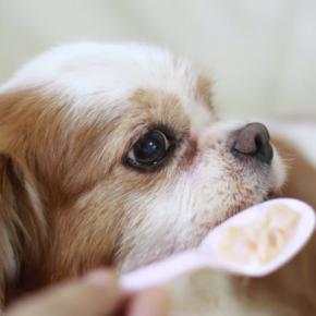 犬がみせる『老化のサイン』6選 愛犬がシニア期を迎えたときに起こる現象やお世話の注意点まで