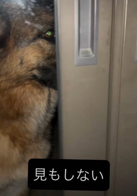 横を向く犬1