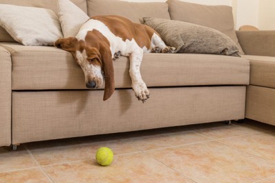 ソファでぐったりしている犬