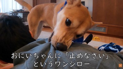 服を噛んで「やめなさい！」と注意