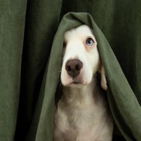 犬が家の中で『かくれんぼ』をする心理5つ　狭い場所に隠れるワケや注意点までご紹介