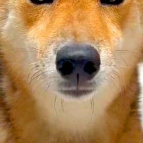 ハロウィン用に買った『カチューシャ』を犬に装着してみた結果→似合いすぎている光景と『まさかの表情』に爆笑「完璧w」「ちゃんと悪い顔で草」