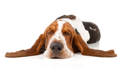 疲れ切っている様子の犬