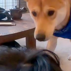 息子とプロレスごっこの最中、犬に『助けてー!』と言った結果→家族愛に溢れた『尊すぎる光景』に反響「お父さんめっちゃ嬉しそう」「健気で賢い」