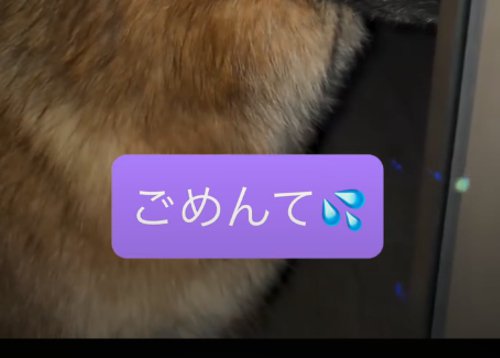 犬の体