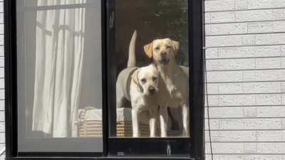 ずっと見守ってくれる2匹