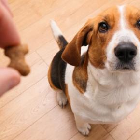 犬にも『イヤイヤ期』があるの?反抗的な態度をみせる理由や飼い主がとるべき対応まで