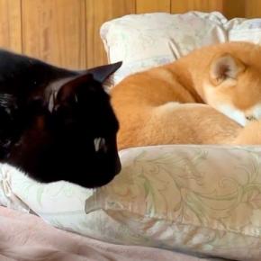 甘え下手な猫が『犬に構ってほしい』とゴソゴソしていたら、察してくれて…『尊すぎる光景』が45万再生「さすがお姉さん」「仲良しで可愛い」