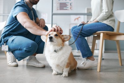 飼い主と話す獣医師になでられている犬