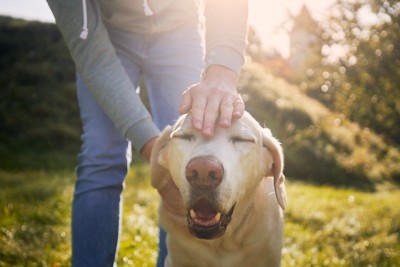 満足そうな犬