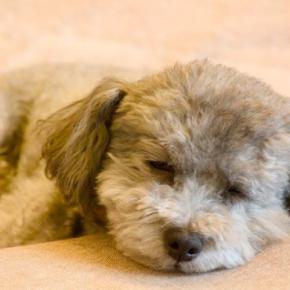 犬が『添い寝』してくる心理4選 愛犬と一緒に寝ても大丈夫?お互いに安眠するための工夫まで