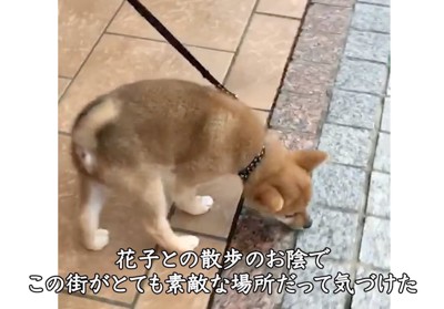道のタイルに顔を近づける子犬