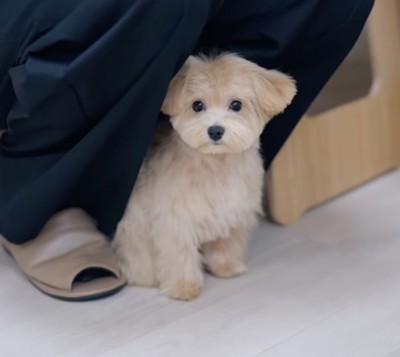 飼い主の足の間からカメラを見上げる犬