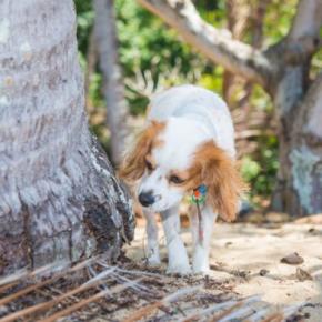 犬が『マーキング』をしてしまう理由5つ 主な原因や止めさせる方法までご紹介