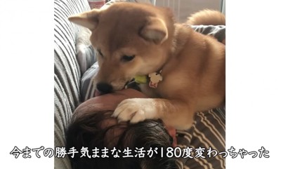 寝転がっている飼い主の体に乗って、飼い主の顔を舐める犬