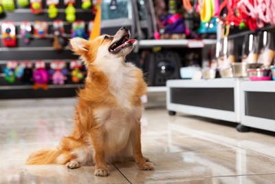 犬用グッズ、店内、座る犬