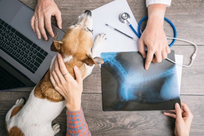 検査結果の説明を受ける飼い主と台の上で伏せる犬