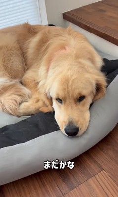 寂しそうな大型犬