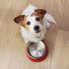 犬が一日に何度も『ごはんを欲しがる』理由5選 しつこく要求してくる場合はどうしたらいいの?