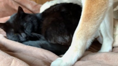 ももちゃんが動きました！
