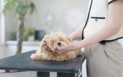 カット台に乗せられて伏せる犬