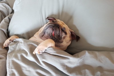 ベッドで寝ている犬