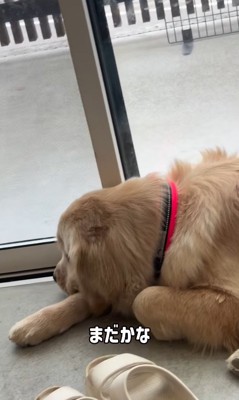 寂しそうに外を眺める大型犬