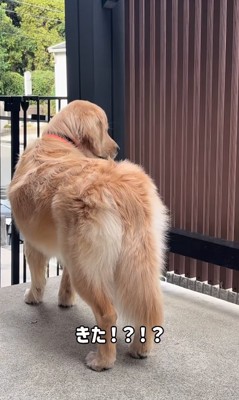 長男を見つけた大型犬
