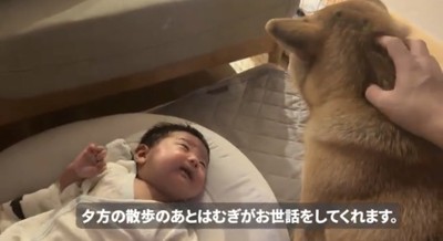 撫でられている犬