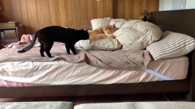 天くんがそばへ
