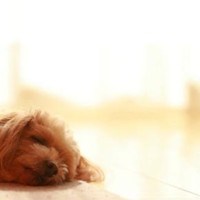 犬が『放っておいてほしい』と思っているときにする行動8選 ひとりになりたいサインや避けるべき接し方まで